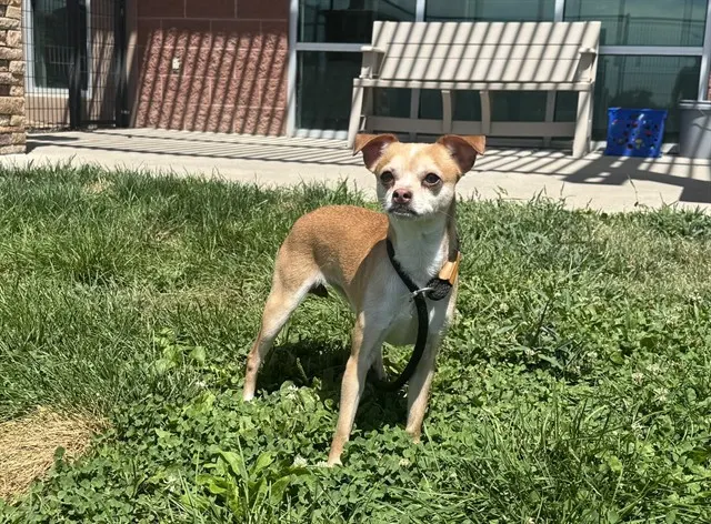 Mochi