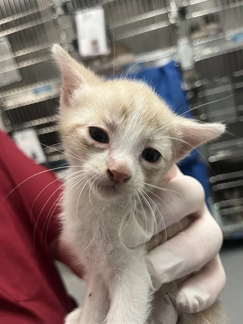 Adoptable Cat