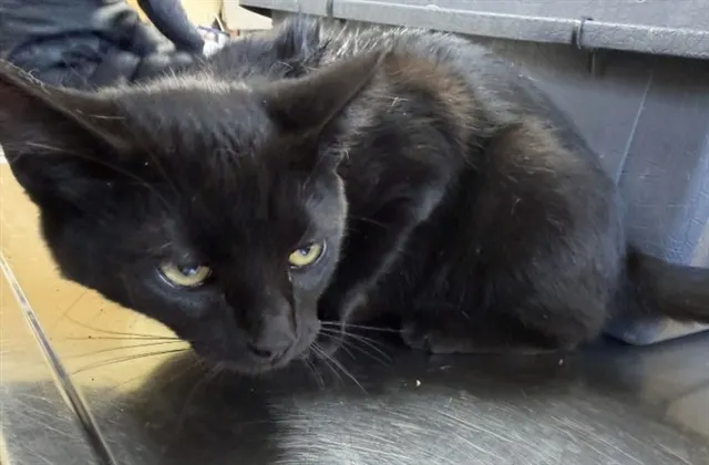 Adoptable Cat