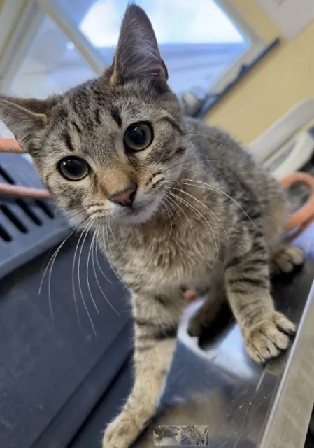 Adoptable Cat