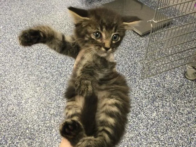 Adoptable Cat