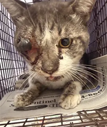 Adoptable Cat