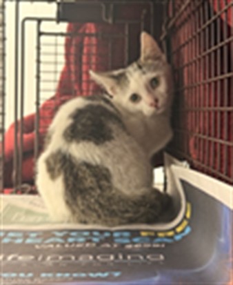Adoptable Cat