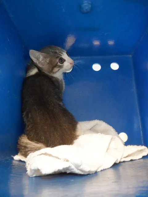 Adoptable Cat