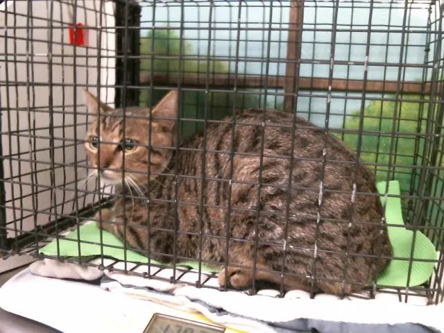 Adoptable Cat