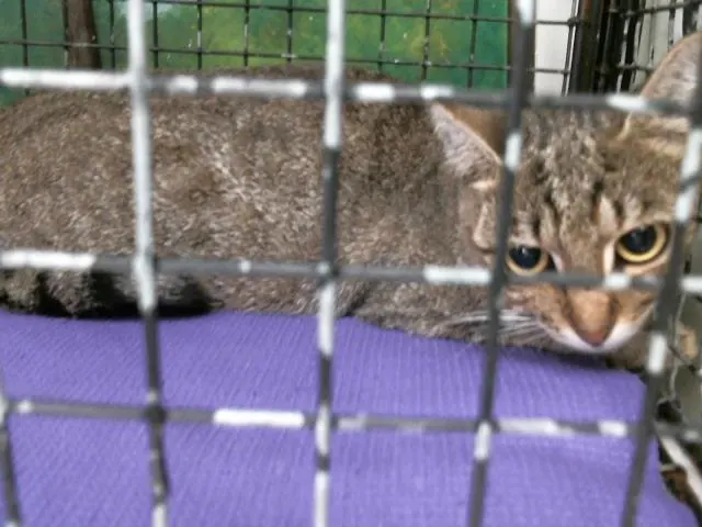 Adoptable Cat