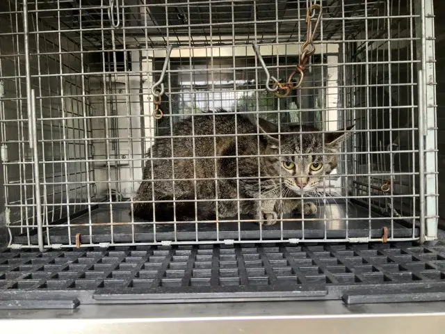 Adoptable Cat