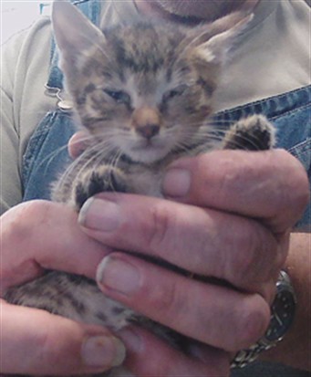 Fuzzball