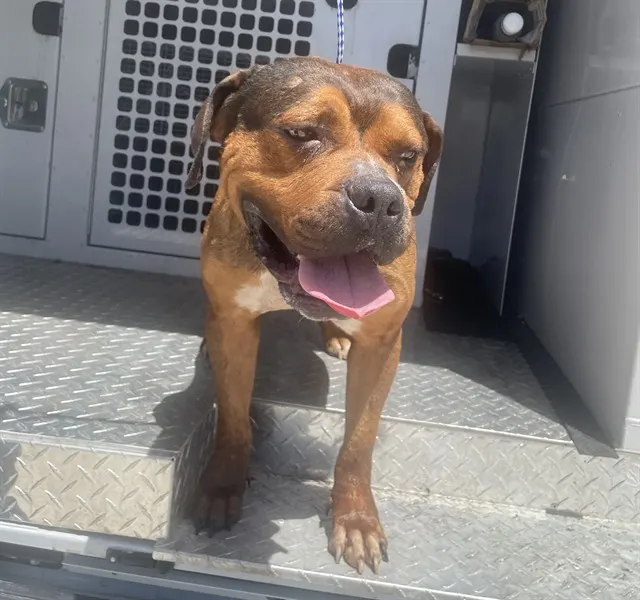 Adoptable Dog