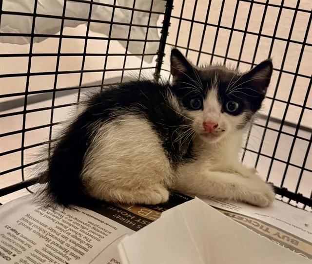 Adoptable Cat