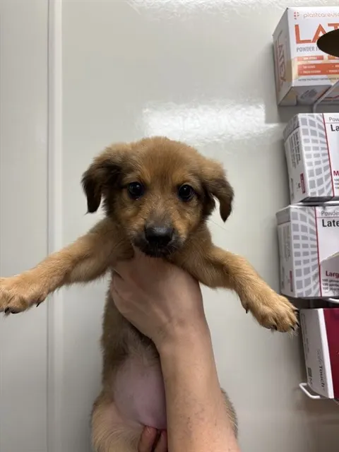 Sage - Adoption Pending