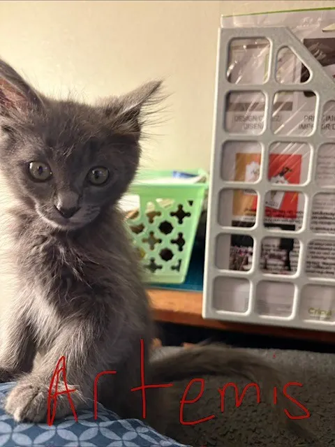 *Artemis