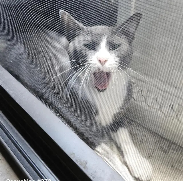 Frankie