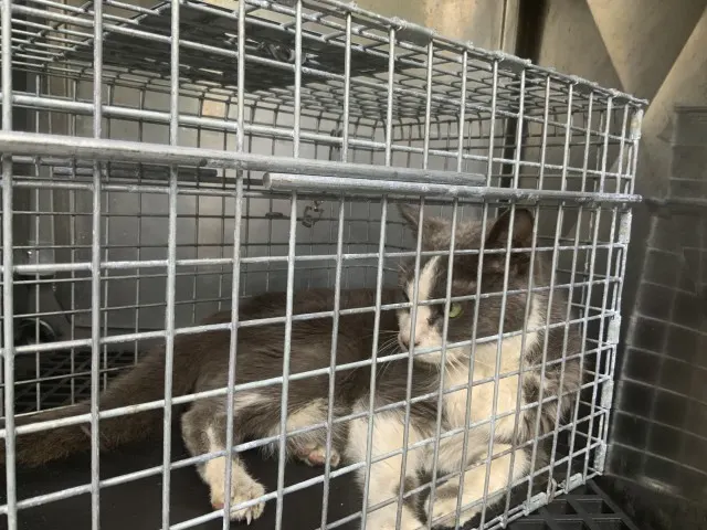 Adoptable Cat