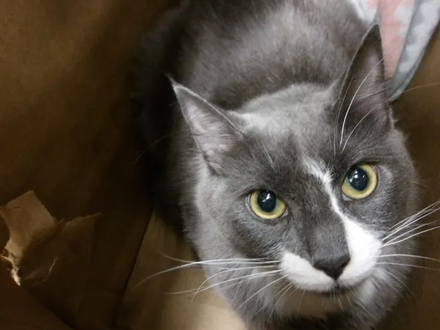 Adoptable Cat