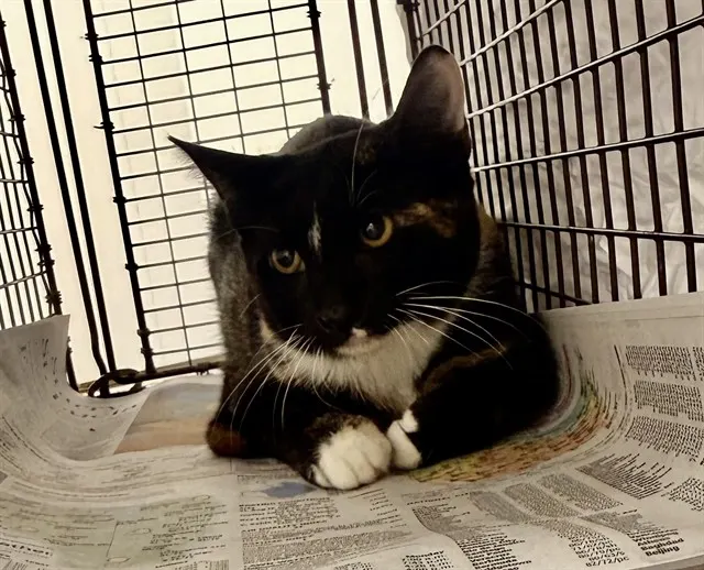 Adoptable Cat