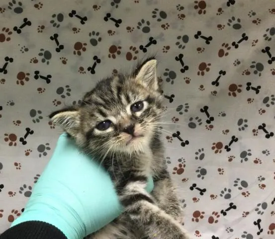 Bella