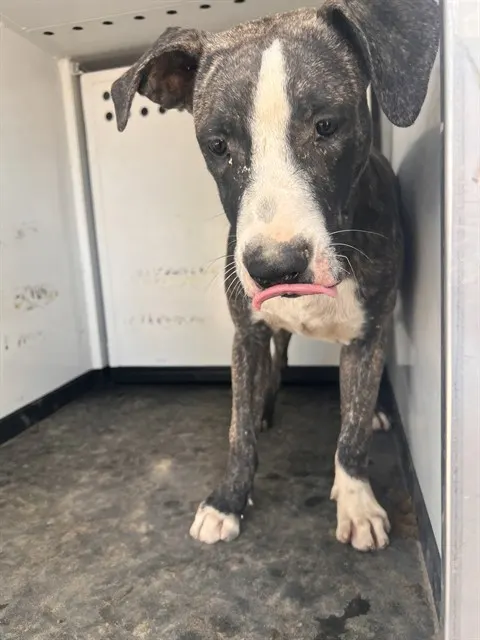 Adoptable Dog