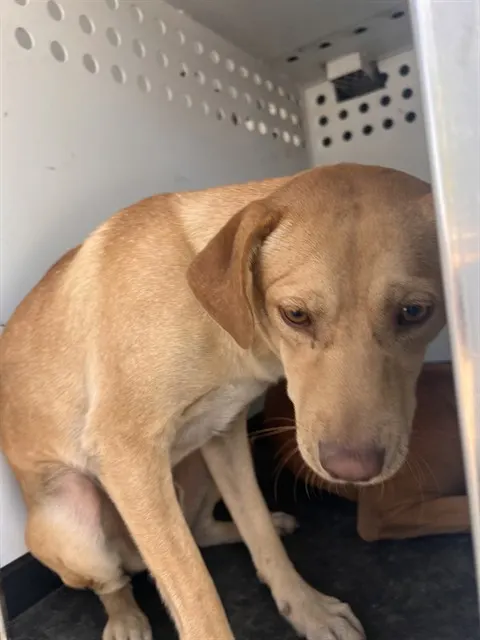 Adoptable Dog