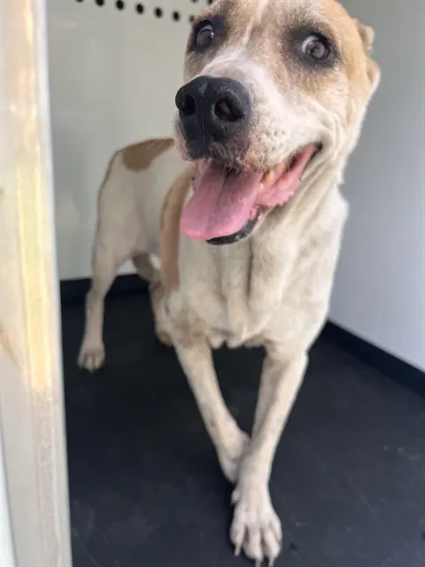 Adoptable Dog