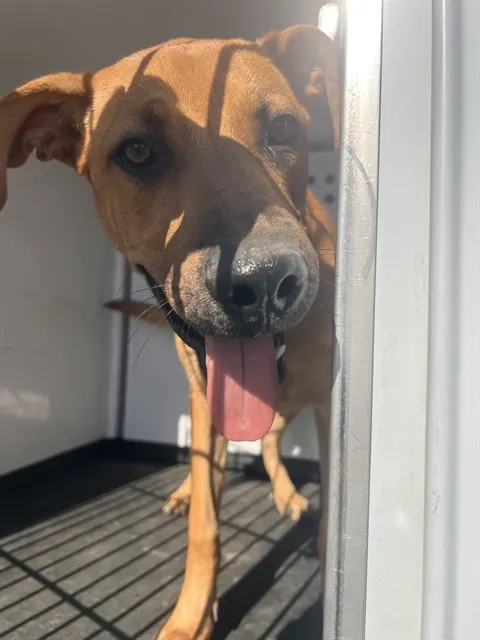 Adoptable Dog