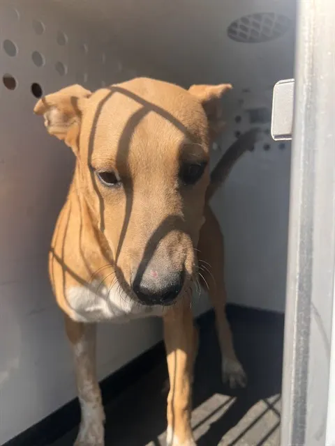 Adoptable Dog