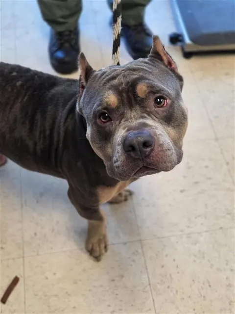 Adoptable Dog