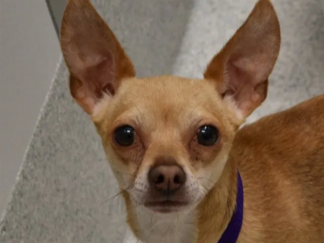 Chico