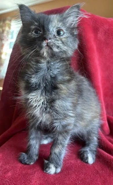 Tortellini