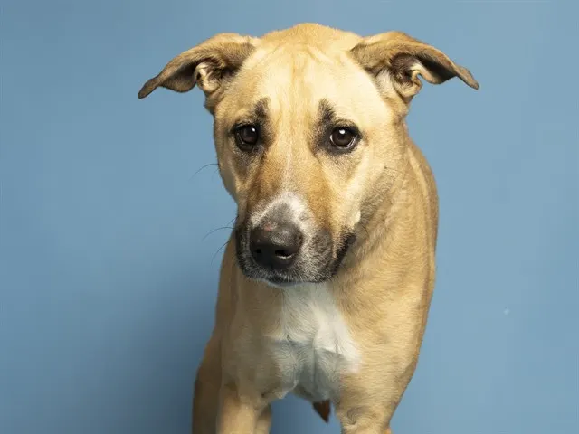 Nova