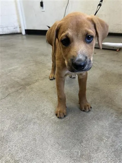 Adoptable Dog
