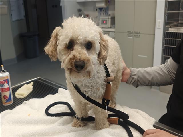 Adoptable Dog