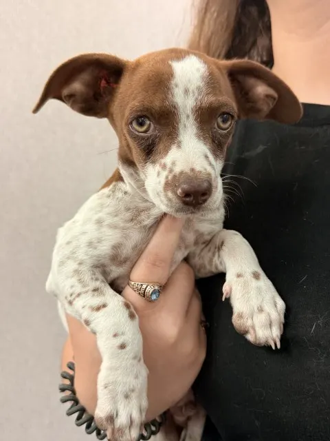 Adoptable Dog