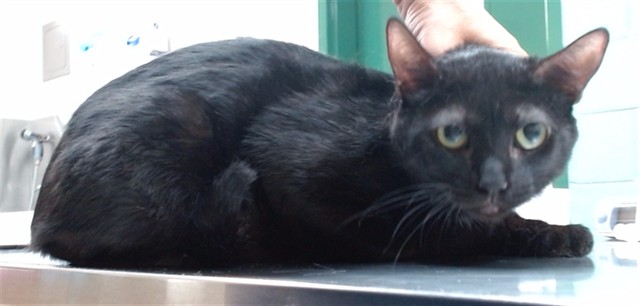Adoptable Cat