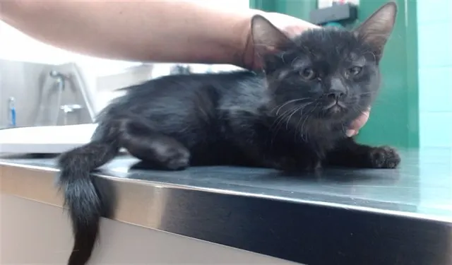 Adoptable Cat