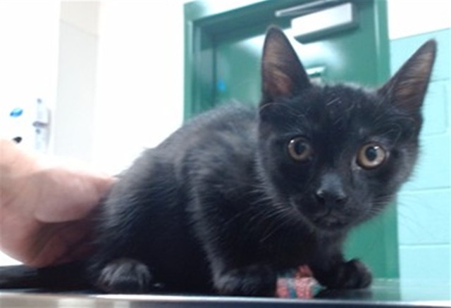 Adoptable Cat