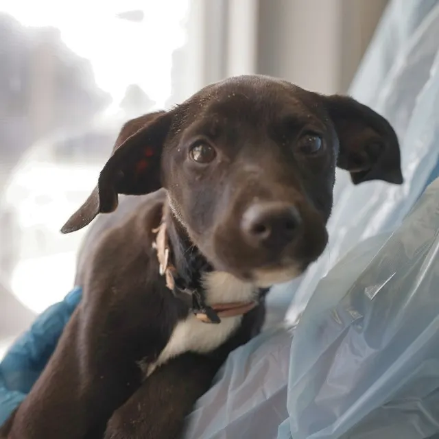 Adoptable Dog
