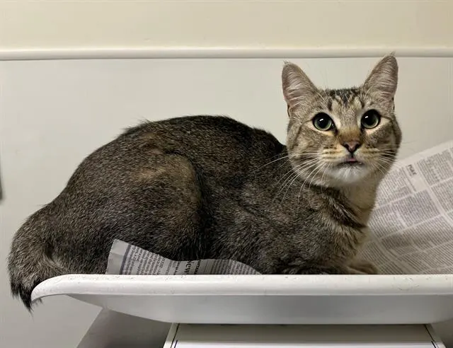 Adoptable Cat