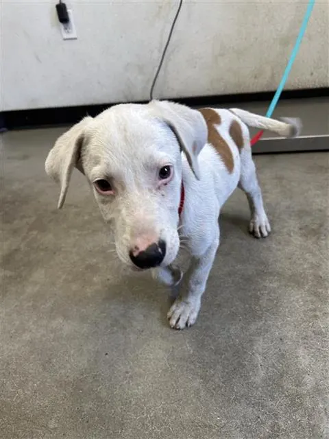 Adoptable Dog
