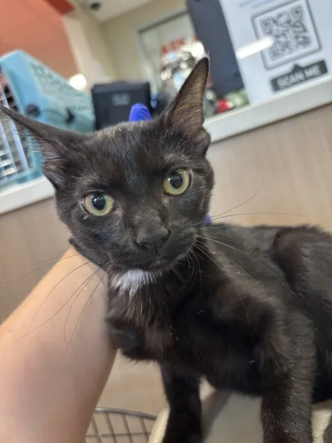Adoptable Cat