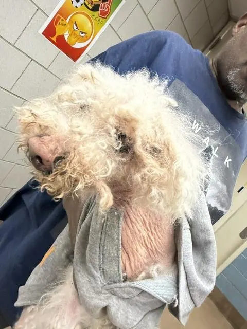 Adoptable Dog
