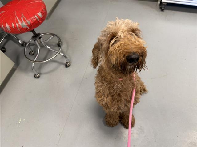Adoptable Dog