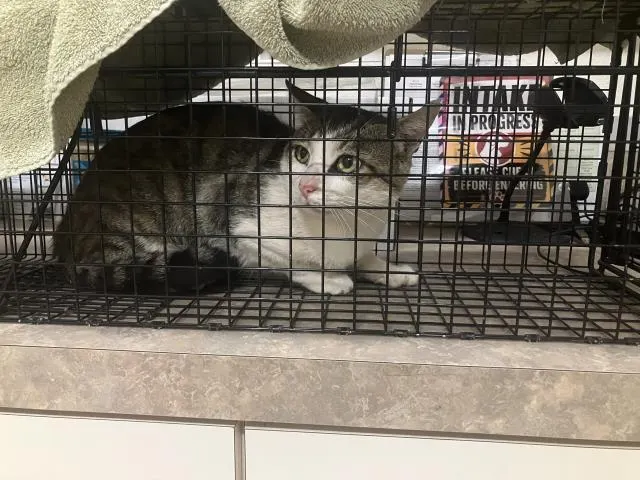 Adoptable Cat
