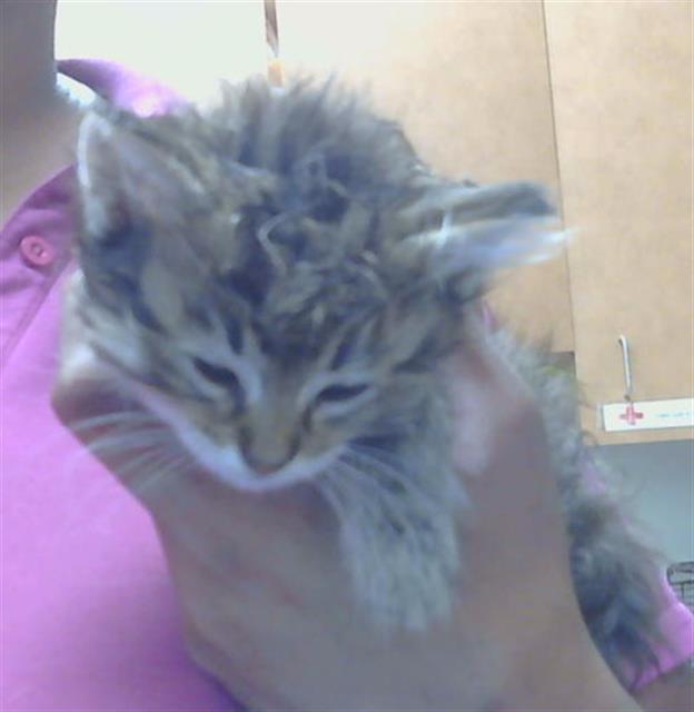 Adoptable Cat