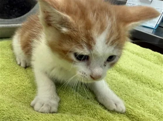 Hank