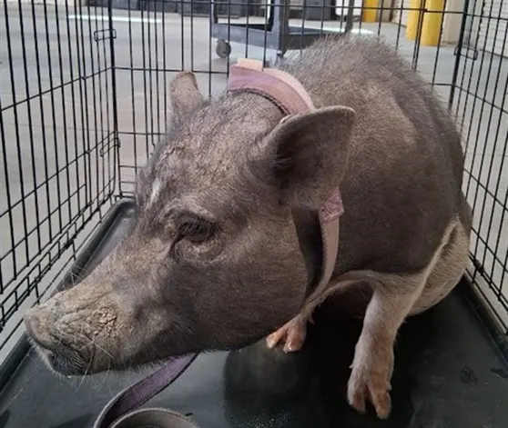 *Piggie Sue