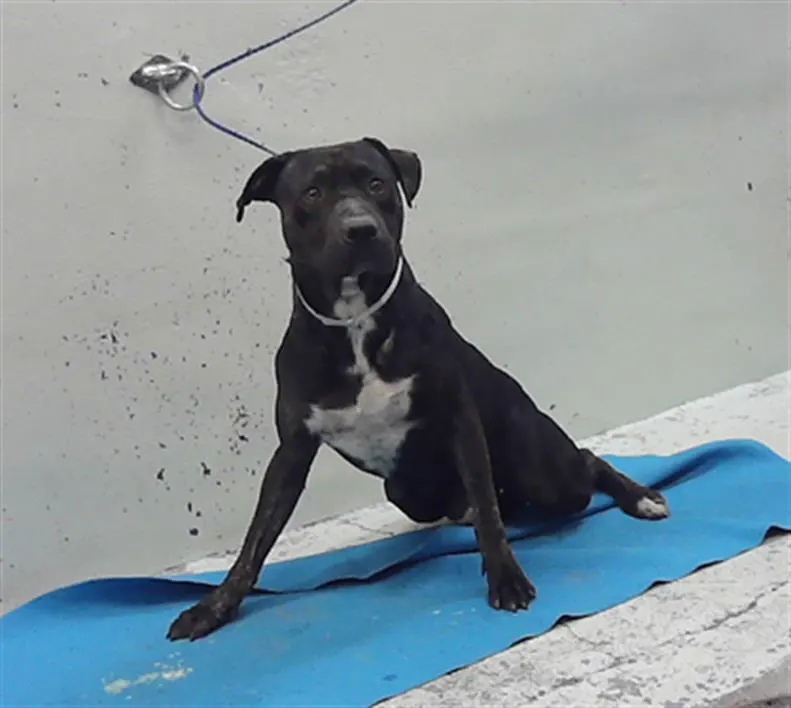 Adoptable Dog