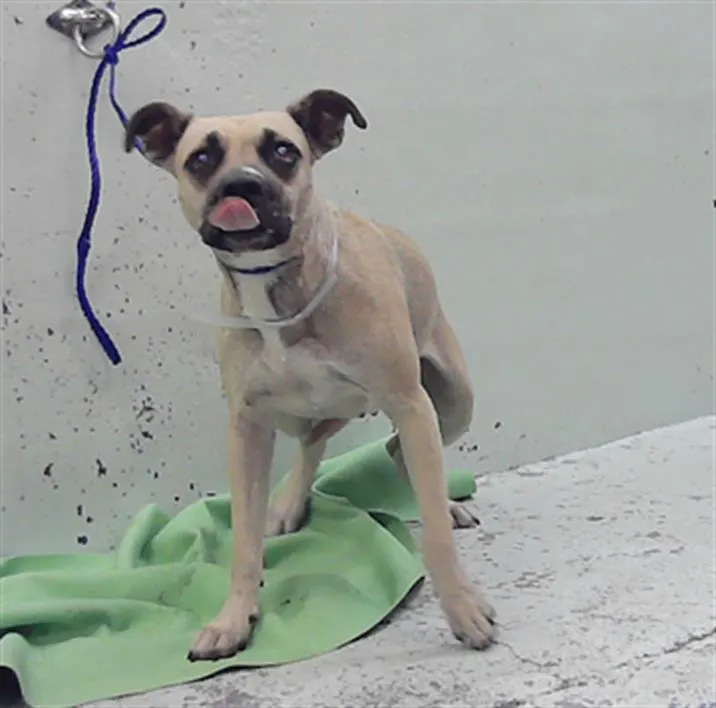 Adoptable Dog