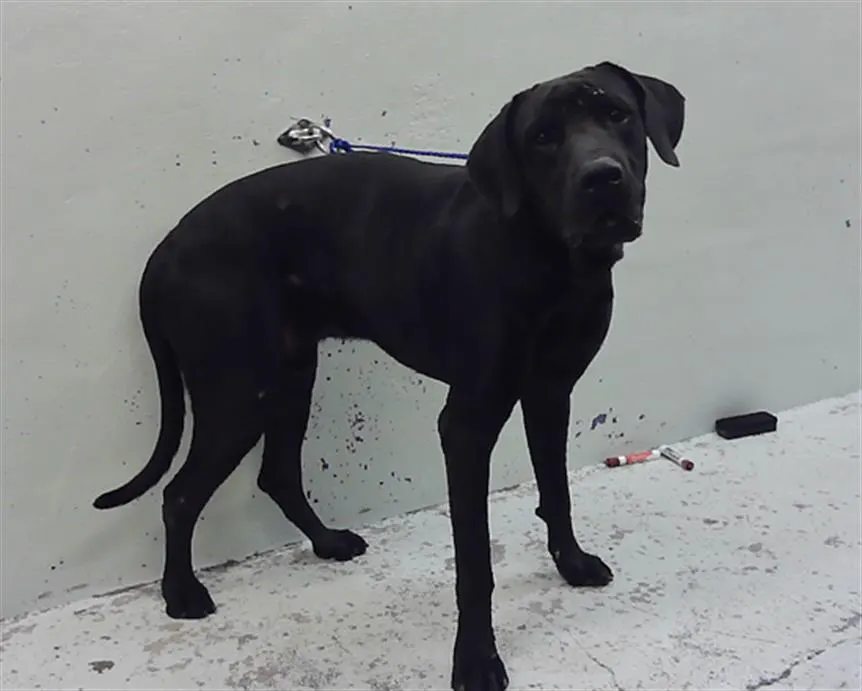 Adoptable Dog