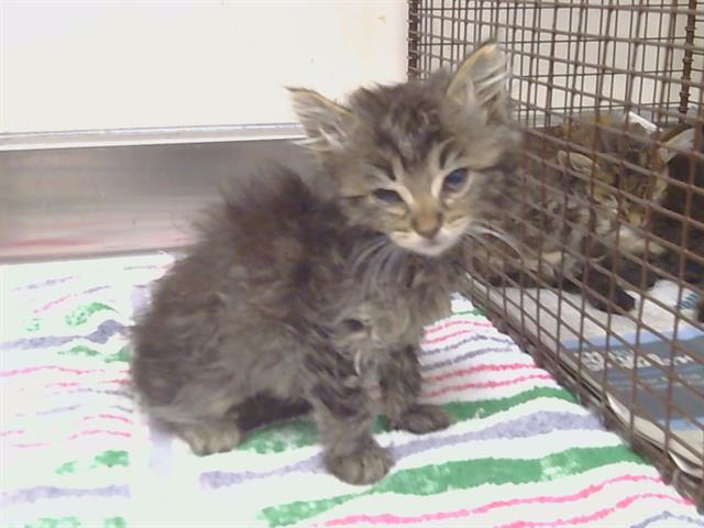 Adoptable Cat